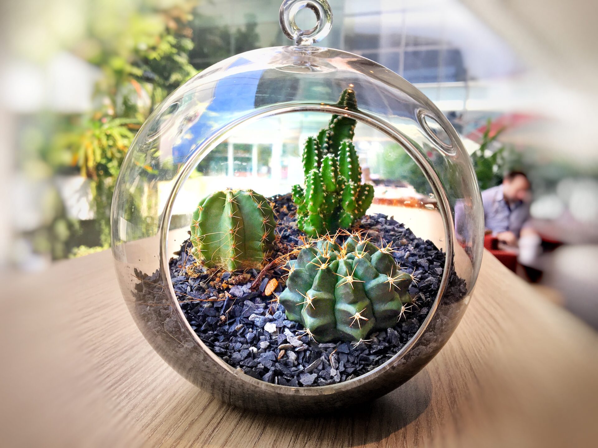 Kaktusy w szklanym naczyniu