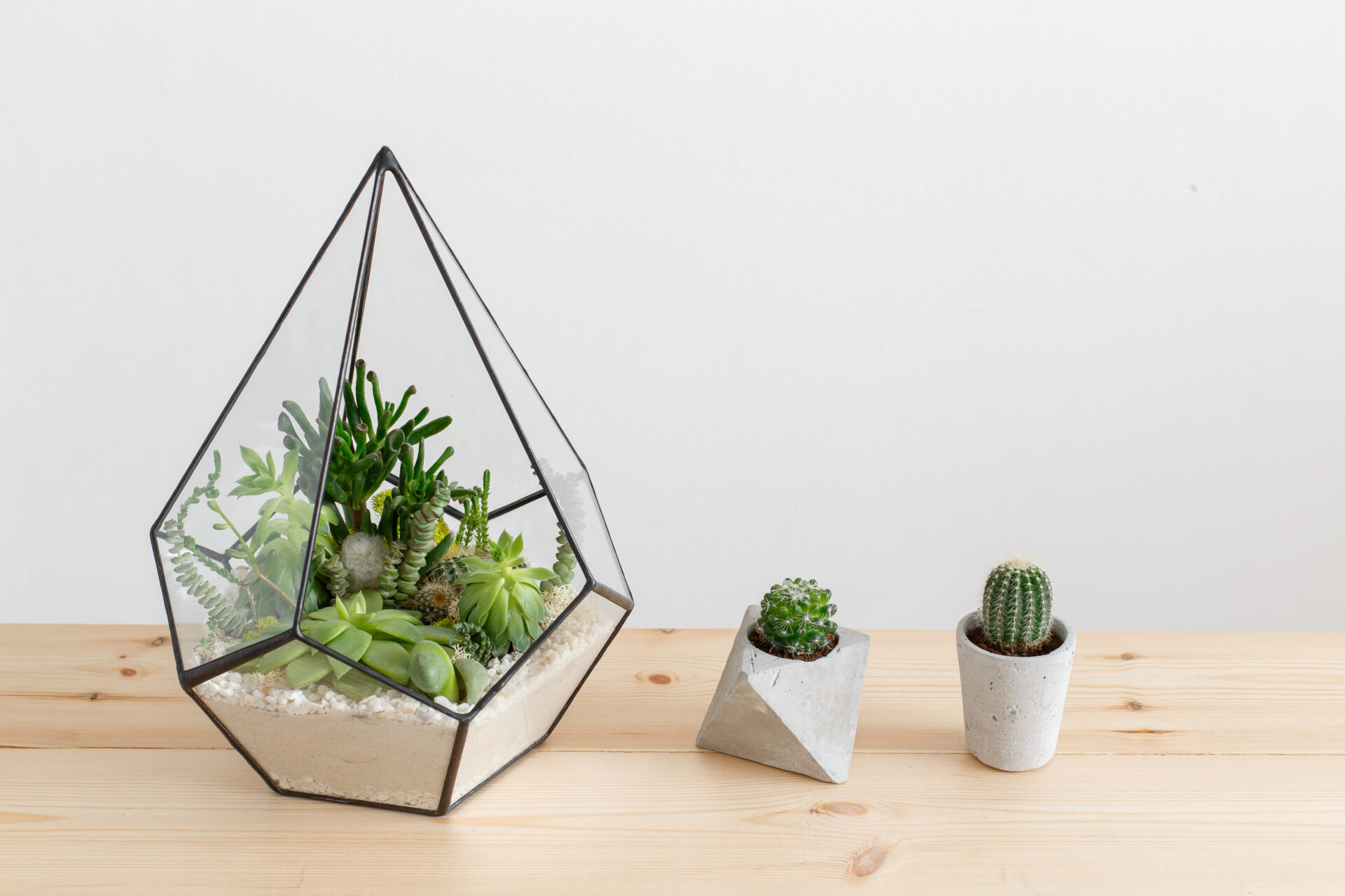 Ogród w szkle Kompozycja w geometrycznym, szklanym pojemniku