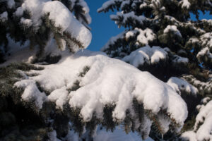 Śnieg na iglaku może połamać gałęzie 