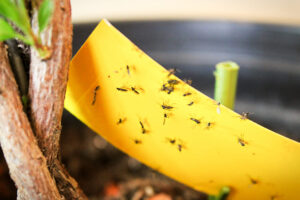 Żółte tablice lepowe odławiają niektóre szkodniki roślin doniczkowych m.in. ziemiórki i mączliki