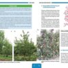 Sztuka cięcia drzew owocowych E-WYDANIE - obrazek 5