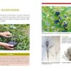 Sztuka cięcia krzewów i pnączy owocowych E-WYDANIE - obrazek 4