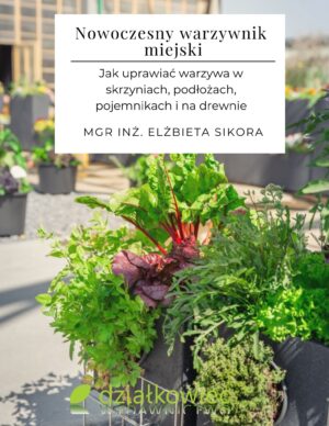 Nowoczesny warzywnik miejski